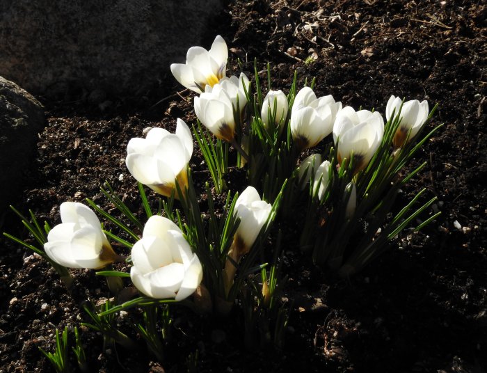 Vita Crocus chrysanthus 'Ard Schenk' blommar i jord mot en stenbakgrund.