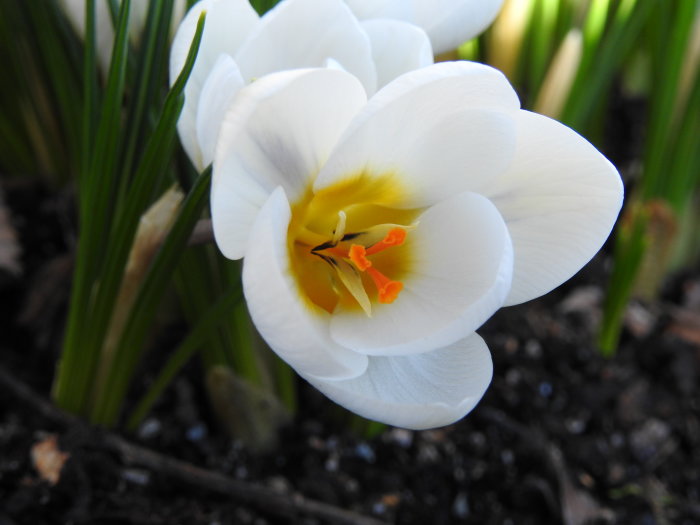 Närbild av en vit Crocus chrysanthus `Ard Schenk´ blomma med gula ståndare och ljusgröna blad.