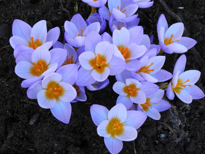 Grupp av lila krokusar 'Crocus chrysanthus Ard Schenk' med orangeröda ståndare mot mörk jord.