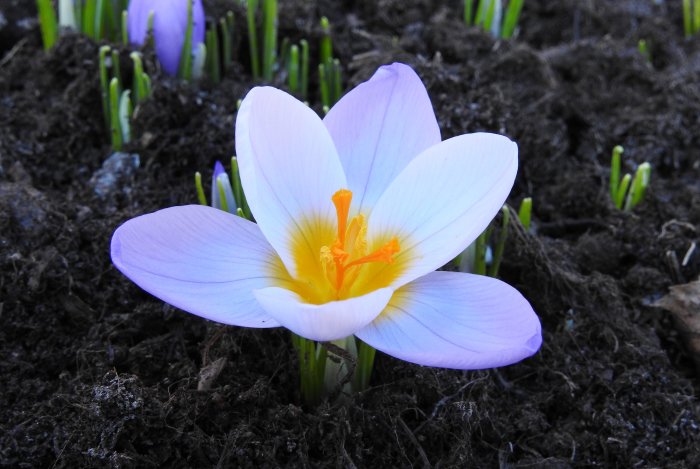 Krokus 'Ard Schenk' med vita och lila kronblad och gul pistill i jorden, omgiven av gröna spirande knoppar.