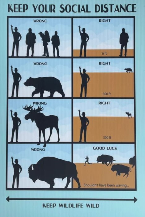 Illustration som humoristiskt jämför rekommenderat socialt avstånd mellan människor med vilt.