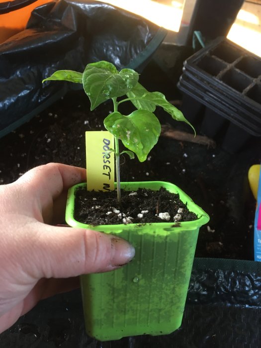 En hand håller en grön kruka med en liten Dorset Naga-planta och märkning.