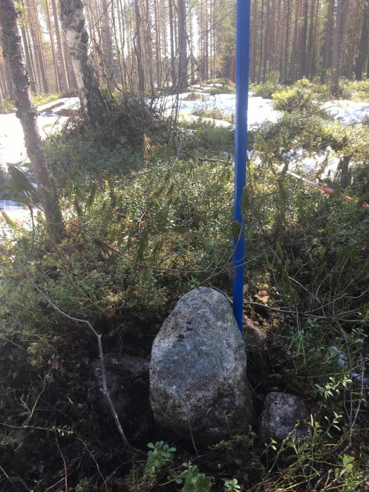 Blå markörstång intill ett stenröse i en skoglig miljö med snöfläckar och grönska.