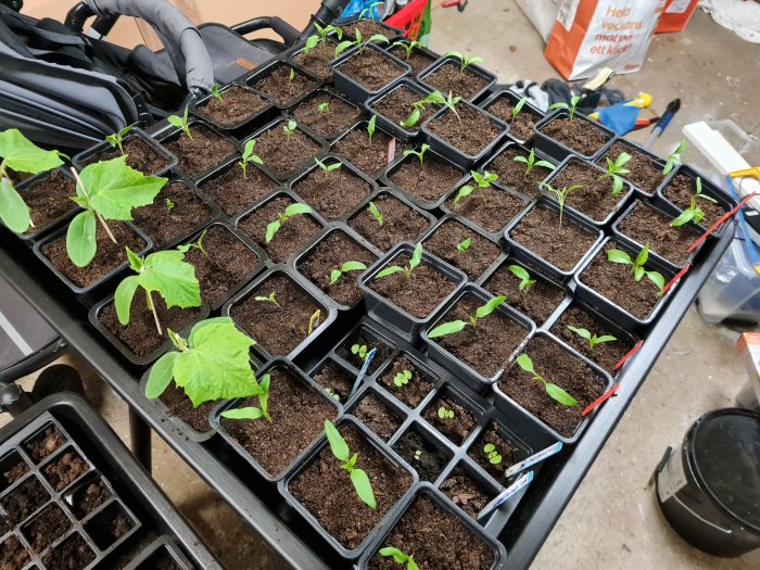 Plantor i krukor ordnade på ett bord redo för omskolning, trångt under odlingslampor.