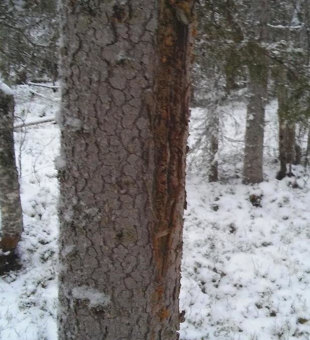 Träd med avlång barkskada i ett snötäckt skogslandskap vilket kan indikera gammal gränsmarkering.