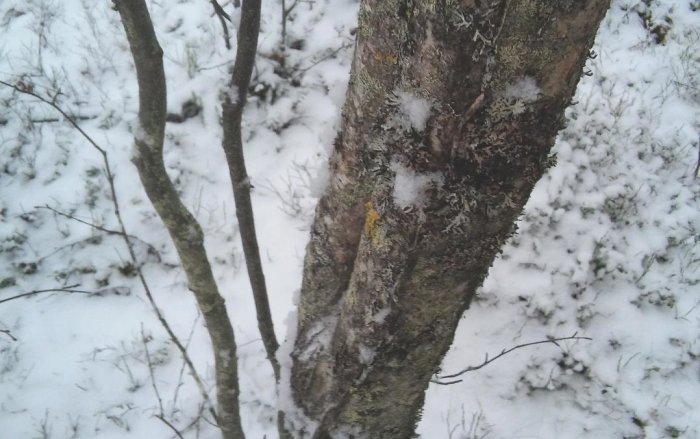 Träd med gammalt märke på barken i snöklädd skog som indikerar en gränslinje.