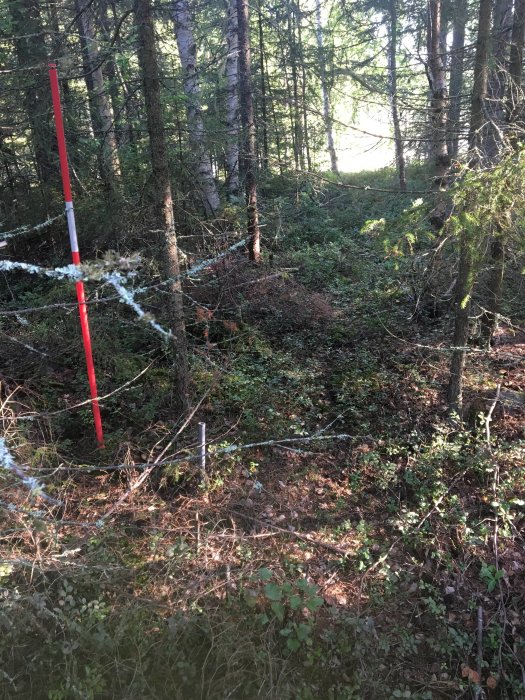 Rör med röd och vit markering i en skogsdunge, omgiven av träd och buskar, nära en skogsstig.