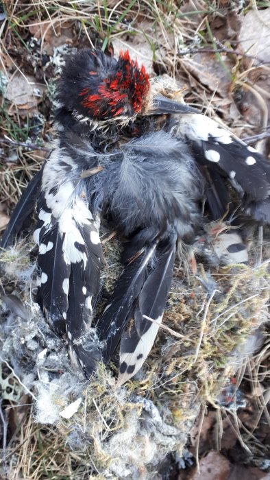 Avliden fågel liggande på marken med synliga fjädrar och röda detaljer på huvudet.