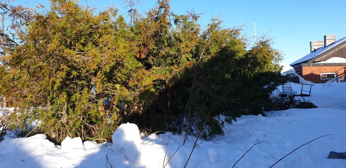 Vildvuxen tujahäck i snötäckt landskap framför hus.