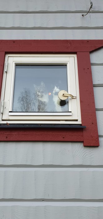 Två katter tittar ut genom ett fönster på ett hus med röda fönsterfoder.