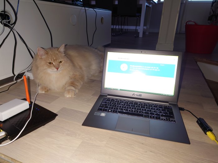 Ljusbrun långhårig katt vid nätverksuttag och laptop med testresultat på skärmen.