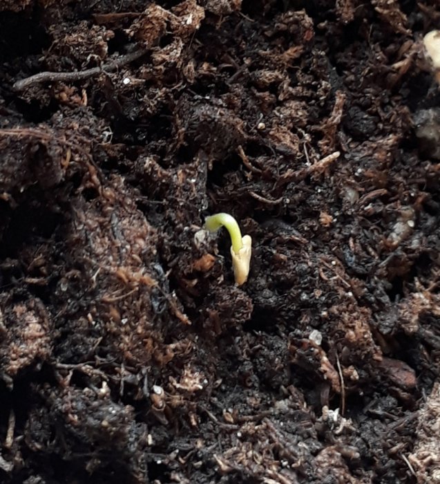 En grön liten planta som börjar gro i mörk jord, exempel på paprika eller chili utan växtbelysning.