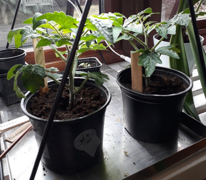 Tomatplantor med gröna blad i svarta krukor på fönsterbrädan, med växtetiketter märkta 'Paprika' och 'Padron'.