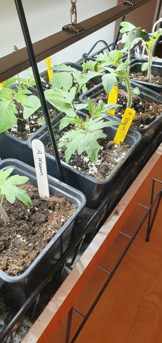 Tomatplantor i krukor under odlingslampor med färgkodade etiketter för identifiering.