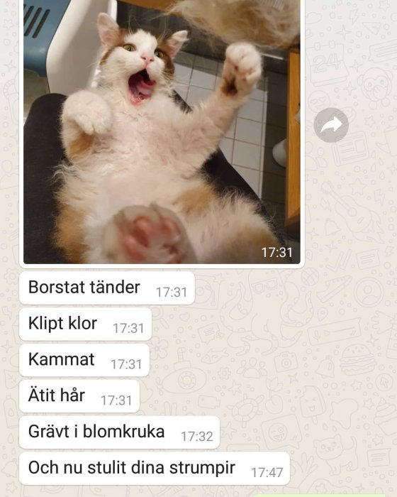 En vit och brun katt som gäspar eller leker, syns upp-och-ned från ett roligt perspektiv.