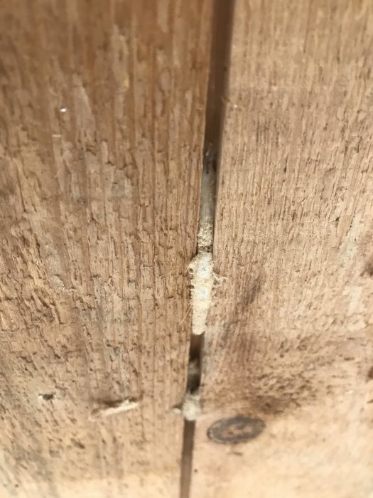 Vit puppa på råspont i trähus från 1945, ca 2-3 cm lång, utan synliga gångar runtom.