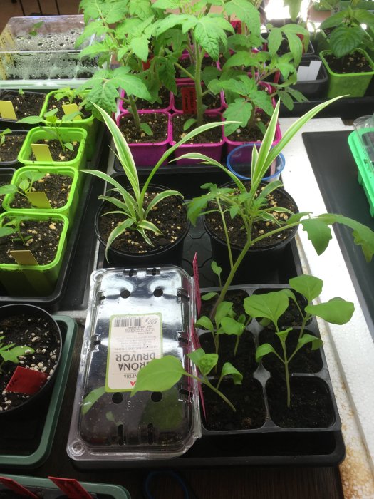 Inomhus växtodling med olika gröna plantor i krukor och drivhus under växtbelysning.