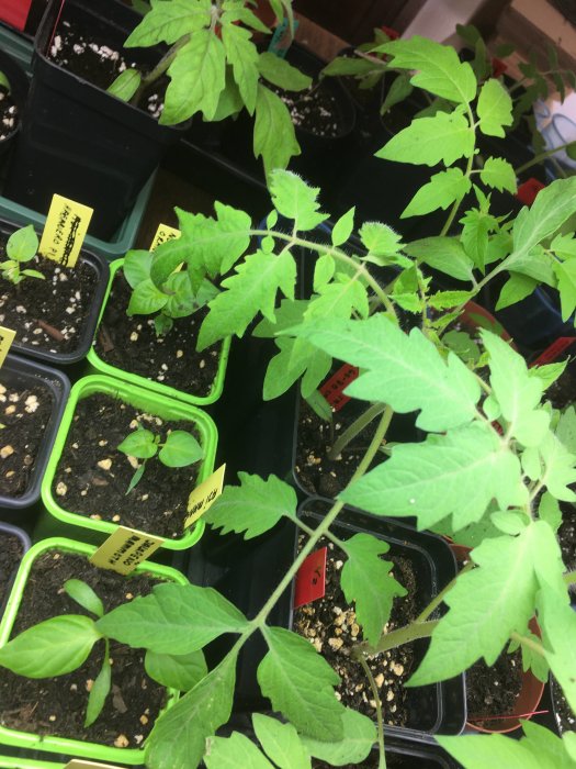 Tomatsticklingar i krukor med etiketter för sortidentifiering växer inomhus, redo för omplantering.