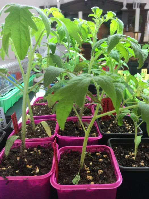 Ungplantor av tomater växer i rosa och svarta krukor under odlingslampa.