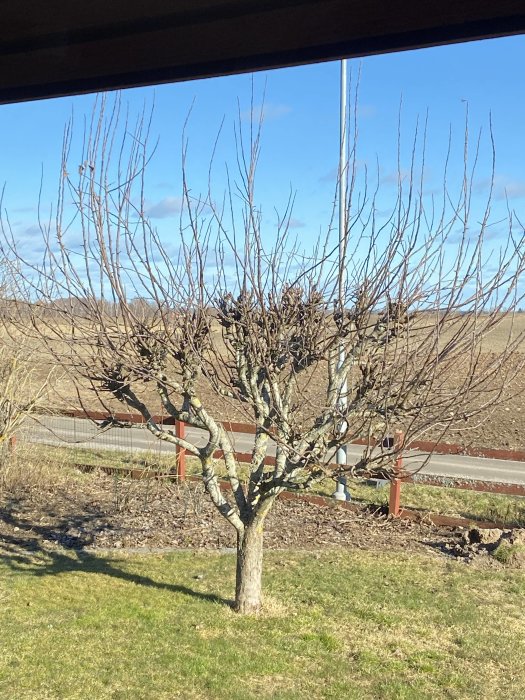 Stympat träd utan blad eller blommor med många raka grenar mot en klarblå himmel.