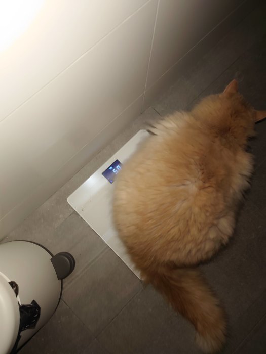 Fluffig katt delvis på en digital våg som visar 5,1 kg i ett kaklat rum.