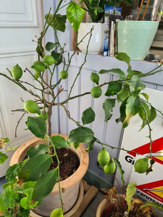 Citronträd med unga frukter och vissnande blad i kruka på en veranda.