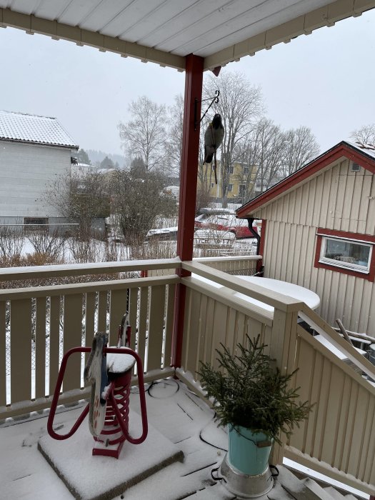 Snötäckt farstu under uppbyggnad med röd stol, gran i kruka och utsikt över trädgård.