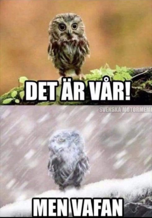 Uggla på en gren med texten "DET ÄR VÅR!" och snöig uggla med texten "MEN VAFAN" som humoristiskt vädermeme.