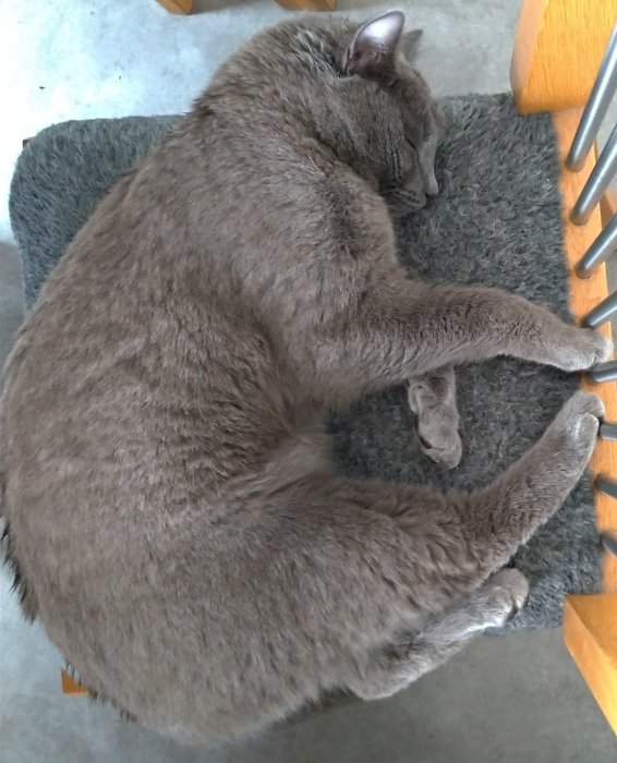 Grå katt vilar uppkrupen på grå matta efter att ha varit ute i snöstorm.