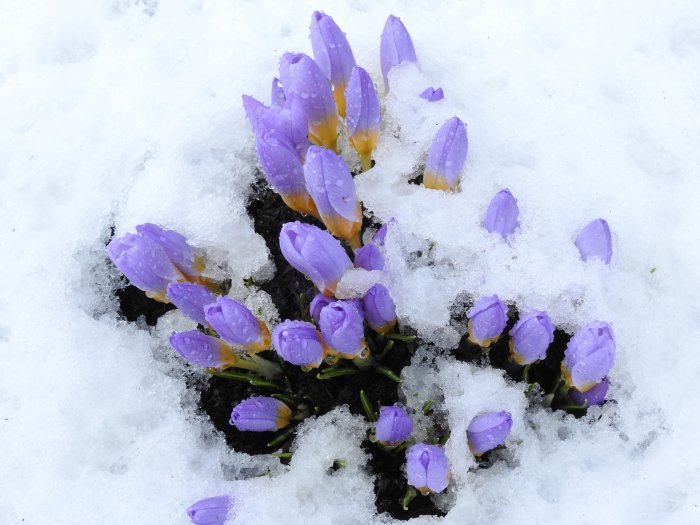 Lila krokusar som tittar fram genom smältande snö.