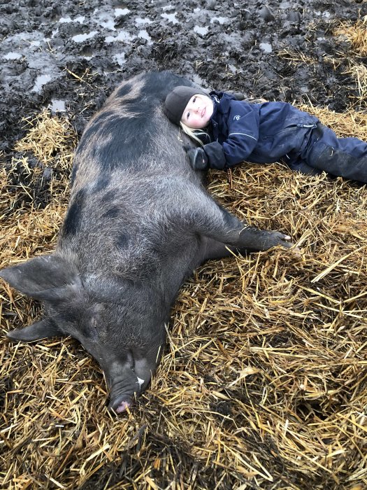 Ett barn ligger brevid en stor svinras, Linderödssvin, på halm mot en gytjig bakgrund.