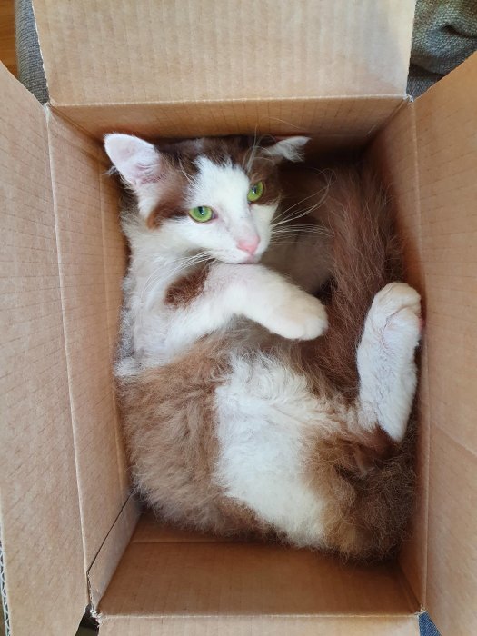 En brunvit katt som slappar nöjt i en kartong.