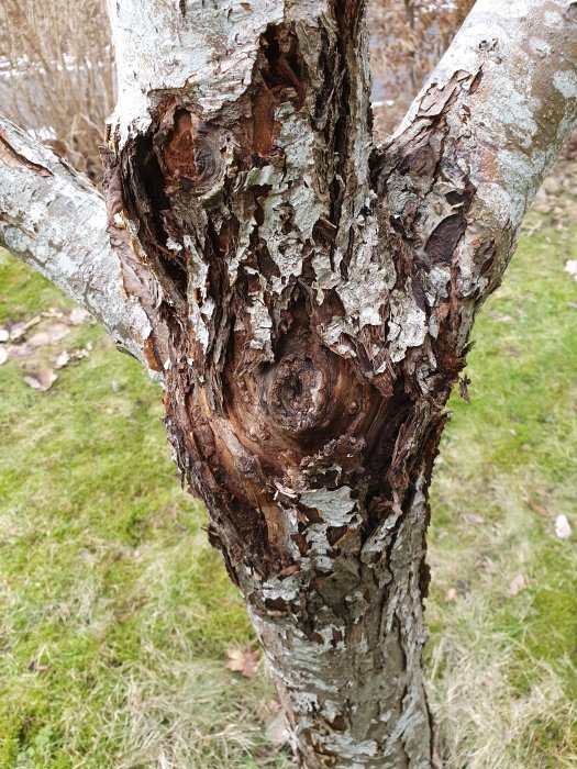 Äppelträdsstam med avlossande bark och synliga skador som kan tyda på sjukdom eller angrepp.