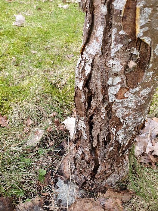 Skadat äppelträd med lossnande bark och synliga tecken på förruttnelse vid trädets bas, möjligt angrepp.