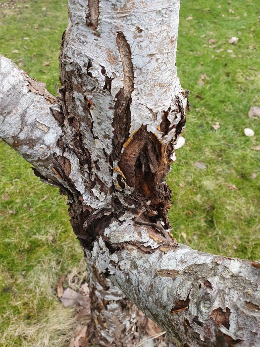 Äppelträdsgren med lossnande och skadad bark som visar spår av möjligt angrepp eller sjukdom.