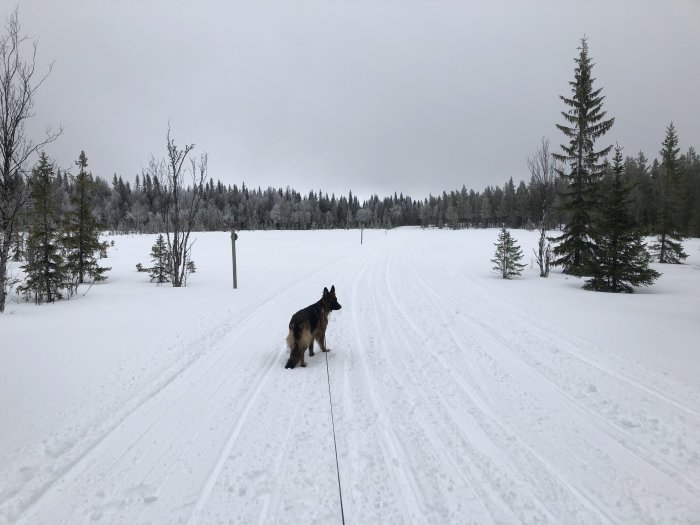 En hund på en snötäckt skogsväg med spår och träd i vinterlandskap.