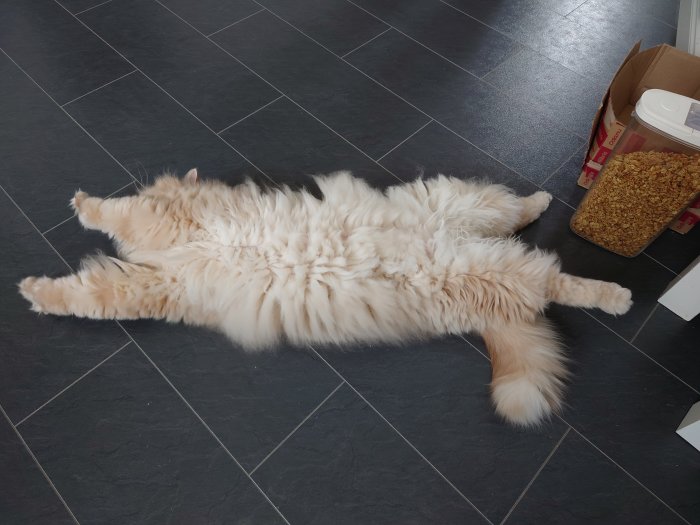 Långt hårig katt som ligger utsträckt på en mörkgrå kaklad golv.