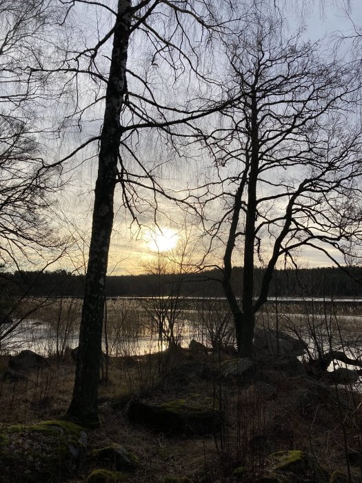Solnedgång i skog med silhuett av kala träd och glittrande sjö i bakgrunden.