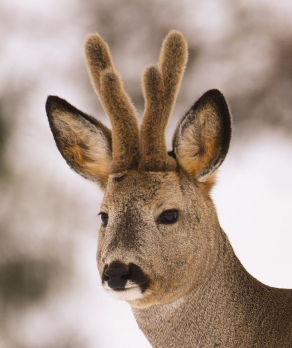 Närbild av en rådjurshanne med små kronliknande horn mot en suddig snöig bakgrund.