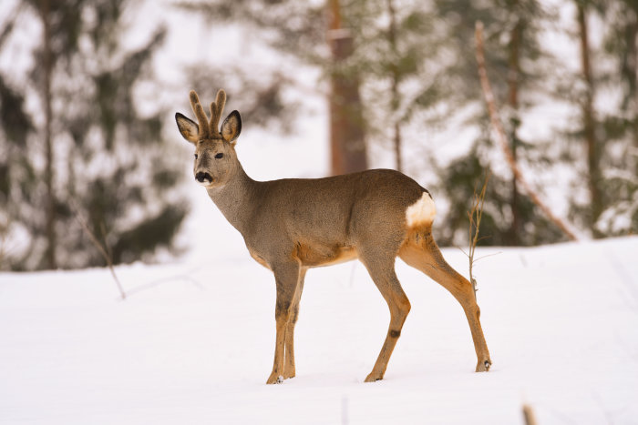 En rådjursbock i ett snötäckt landskap, med små horn, står och tittar mot kameran.
