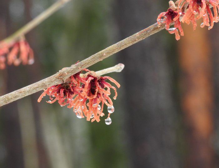 Närbild av gren med röda Trollhasselblommor, Hamamelis x intermedia 'Diane', med vattendroppar.