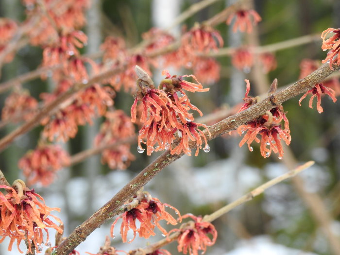 Trollhassel (Hamamelis x intermedia 'Diane') med röda blommor på vintgrenar och glittrande vattendroppar.