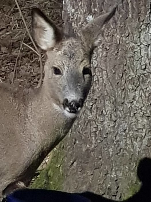 Rådjur nära trädstam i skymning, tittar in i kameran.