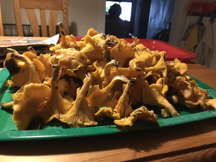 En grön bricka full med färska kantareller på ett bord inomhus, ej relaterat till byggfrågan.