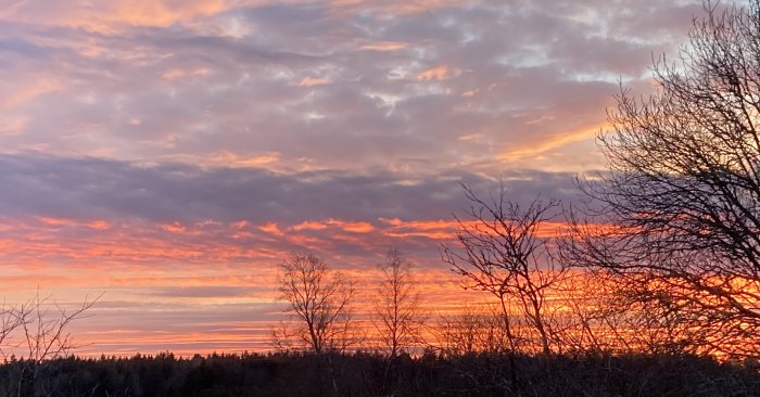 Solnedgång med flammande röd-orange himmel och silhuetter av träd i förgrunden.