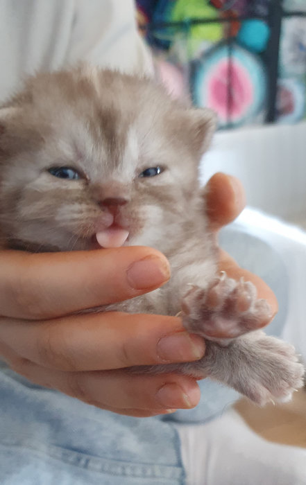 En person håller en liten kattunge i handen, katten tittar in i kameran.