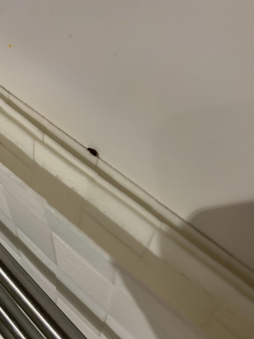 Skalbagge-liknande insekt på en vit vägg vid fönsterkarmen.