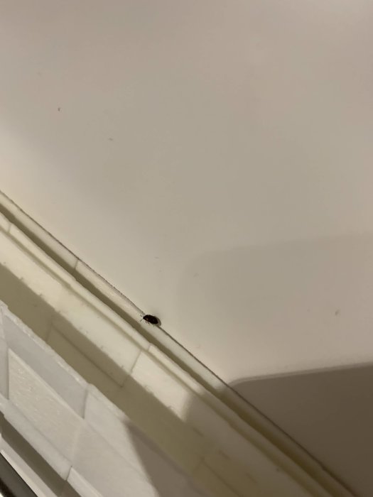 Skalbaggsliknande insekt vid en fönsterkarm inomhus.