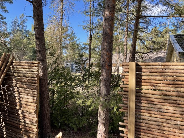 Ett pågående bygge av ett staket med träpinnar i en skogsmiljö med hus i bakgrunden.