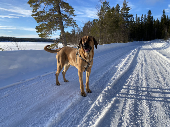 En stor hund på en snöig väg bredvid en frusen sjö och skog i bakgrunden.